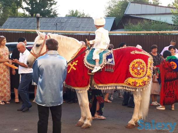 аренда коня, фотография 1