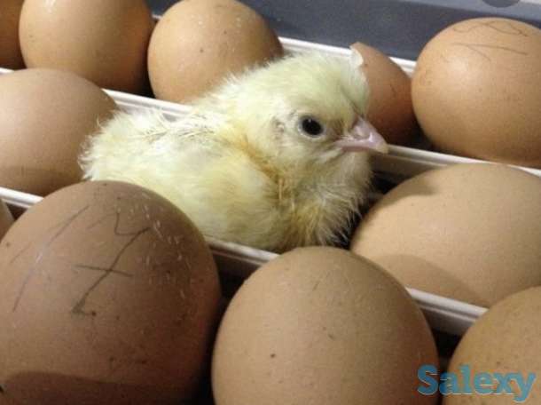 Инкубационные яйца Бройлер, фотография 3