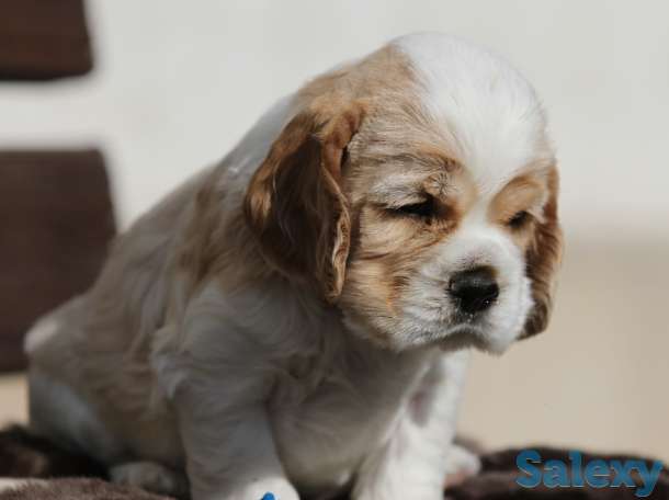 Американский кокер спаниель, фотография 5