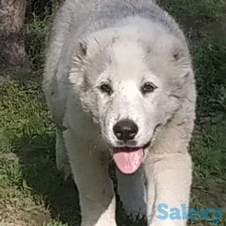 Щенки САО, фотография 3