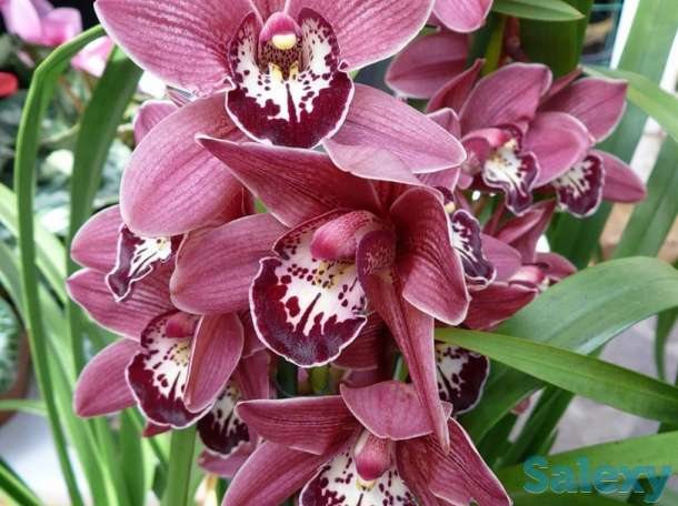 Орхидеи, фотография 3