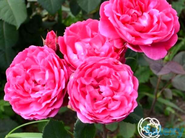 Роза александр маккензи канадская парковая к/с, фотография 1