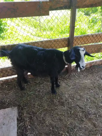 Продам козу молочной породы, фотография 1