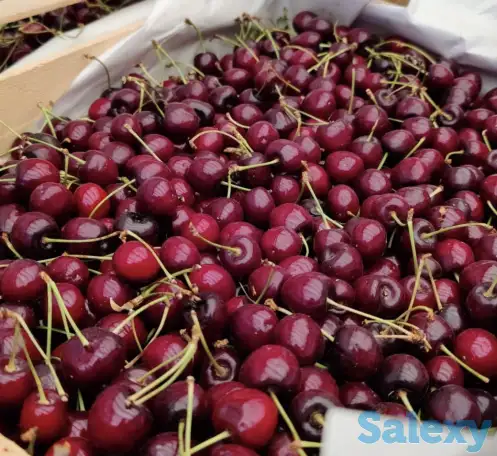 Плодоносящие интенсивный яблоневый и косточковый сады, фотография 7