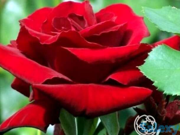 Роза граф леннарт/марсель паньол, мейян, фотография 1