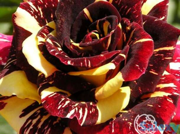 Роза абракадабра, кордес, фотография 1