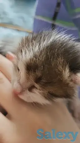 Котенок в добрые руки, фотография 1