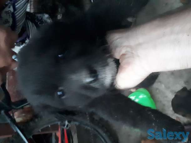 Щенки лабрадора, фотография 1