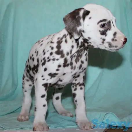 Далматин Далматинец щенки далматинов Далматины Алматы, фотография 2