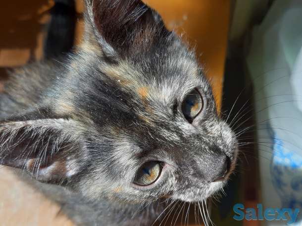 котенок срочно ищет дом, фотография 4