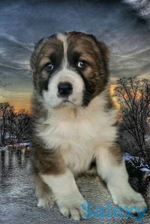 Продаются щенки Алабая, фотография 1