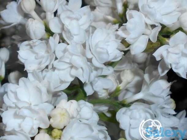 Сирень мисс элен вилмонт, фотография 1