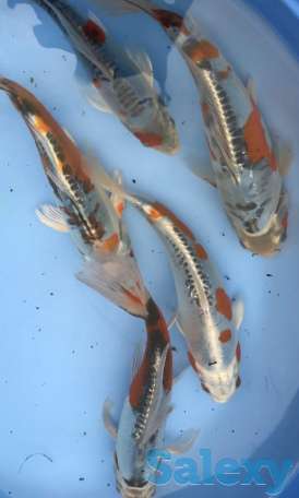 Карпы коя- питомник, фотография 4