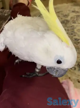 Какаду Попугай в добрые руки!, фотография 3