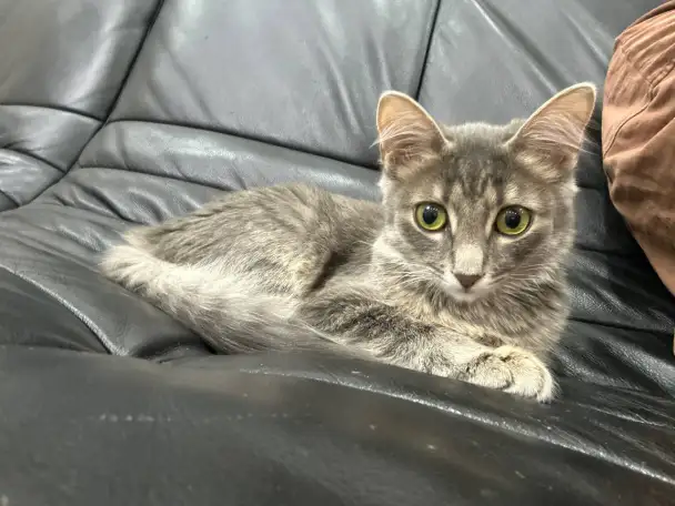 ПРОПАЛ КОТЕНОК, фотография 1