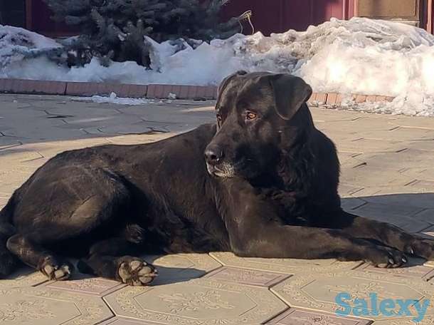 Щенки лабрадора ретривера, фотография 1