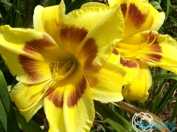 Лилейник Кинг Джордж, фотография 1