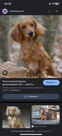 Ищу щенка таксы, фотография 2