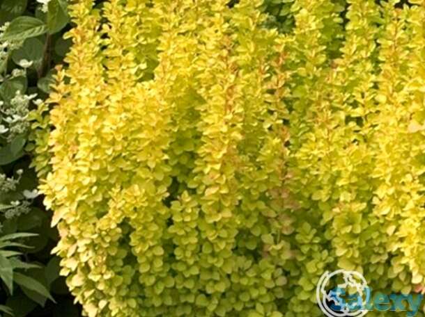 Барбарис голден рокет, фотография 1