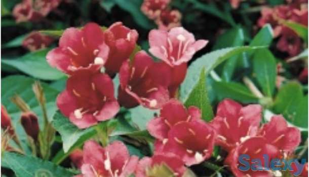 Саженцы, фотография 7