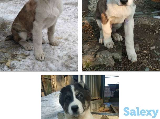 Продам щенков алабая, фотография 2