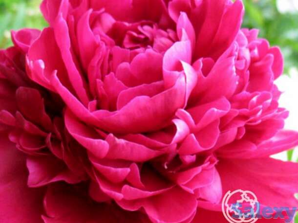 Пион пол м уайлд, фотография 1