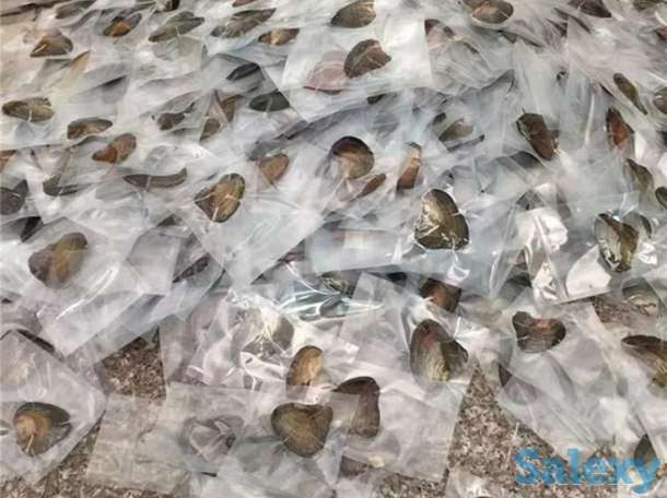 Продажа устриц с 8 жемчужинами, фотография 3