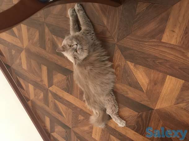 Porodistaya koshka, фотография 2