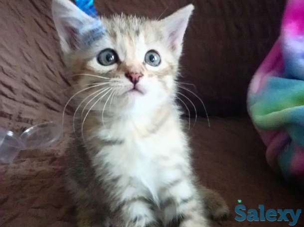 Отдам котят, фотография 3