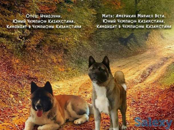 Продаются щенки Американской Акиты!, фотография 1