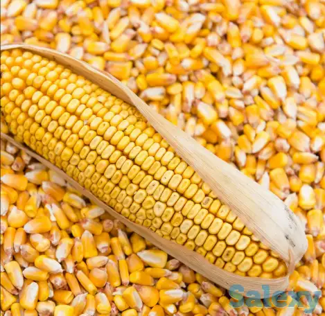 Кукуруза кормовая, фотография 1