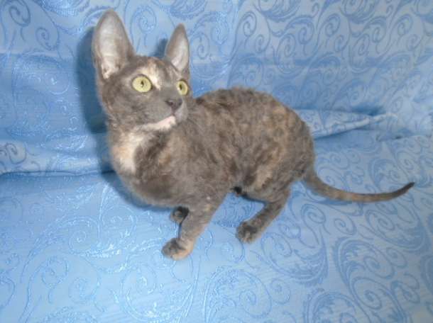 котята породы корниш рекс., фотография 7