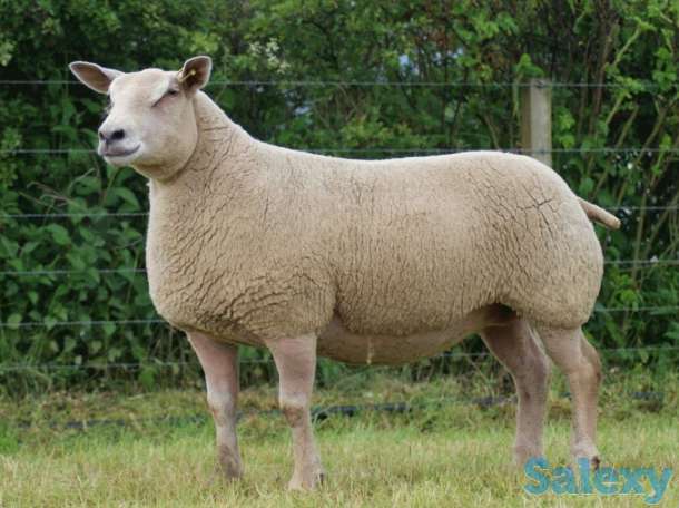 Племенные овцы Шароле (скот из Европы класса Элита и Элита Рекорд), фотография 2