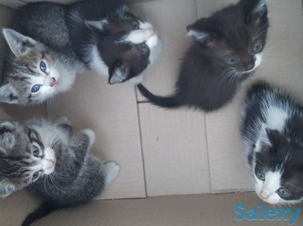 Отдам котят в хорошие руки, мать примесь турецкого вана, фотография 4