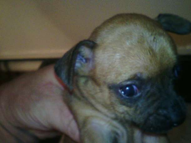 собачку срочно, фотография 8