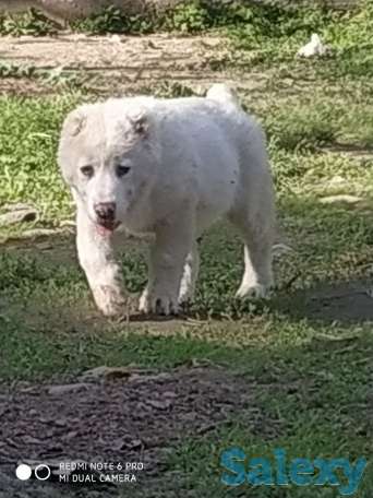 Щенки САО, фотография 7