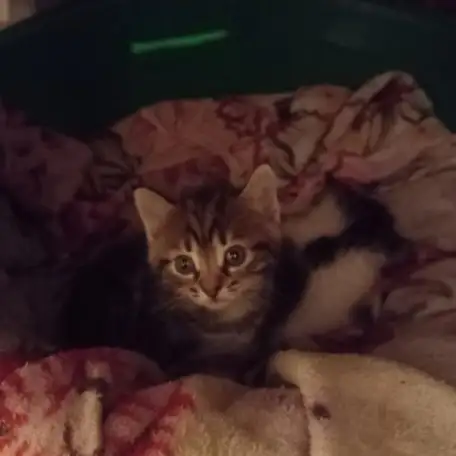 Отдам котят в хорошие добрые руки., фотография 1