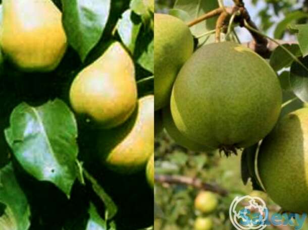 Груша 2 в 1: осенняя яковлева/чижовская, фотография 1