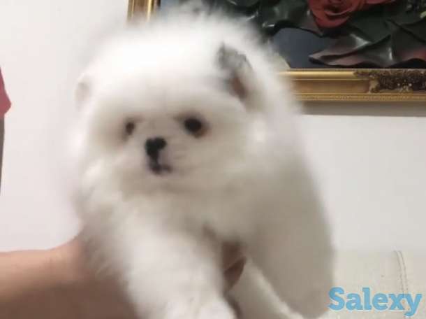 Помиранский шпиц, фотография 1