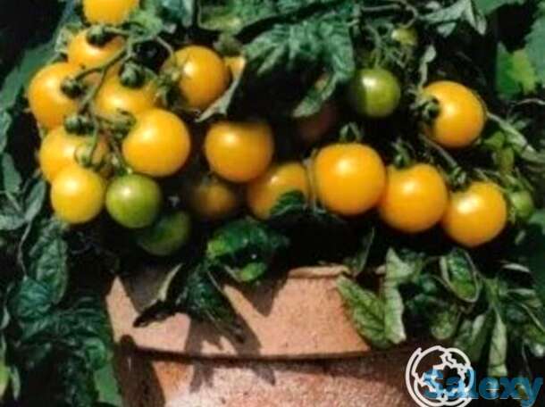 Семена Томат Балкони Елоу F1 15 шт, фотография 1