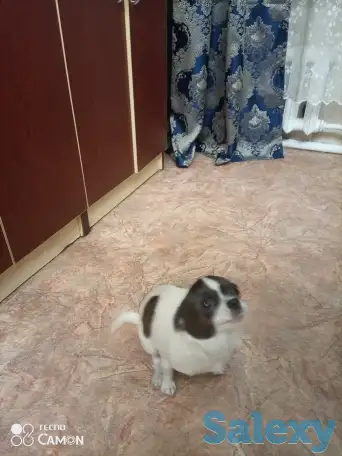 Продаются собаки породы Чихуа,с отличной родословной, фотография 3