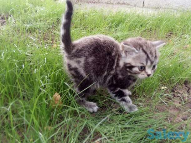 продам котят мраморного окраса, фотография 1