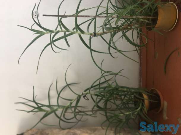 Цветок лечебный Алоэ, фотография 3