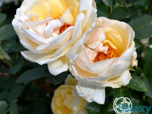 Роза джей пи коннел канадская парковая к/с, фотография 1