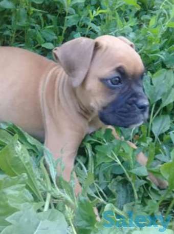 Немецкии боксеры, фотография 1