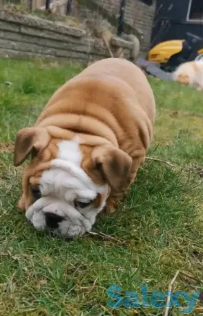 Здоровый красивый щенок английского бульдога, фотография 4