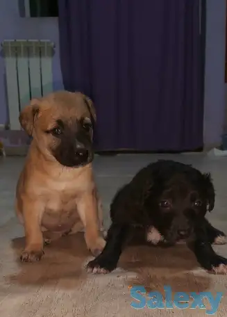 Подарю милых щенков, фотография 2