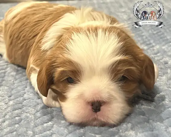 Профессиональный питомник ANGEL MECHTY., фотография 14