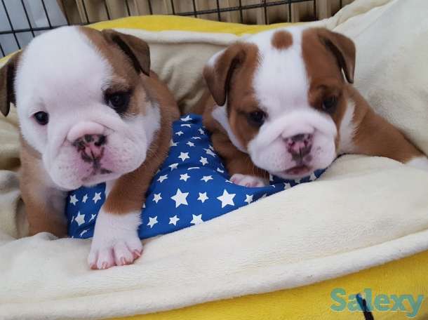 Английский бульдог, фотография 1