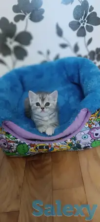 Продаются котята, фотография 1